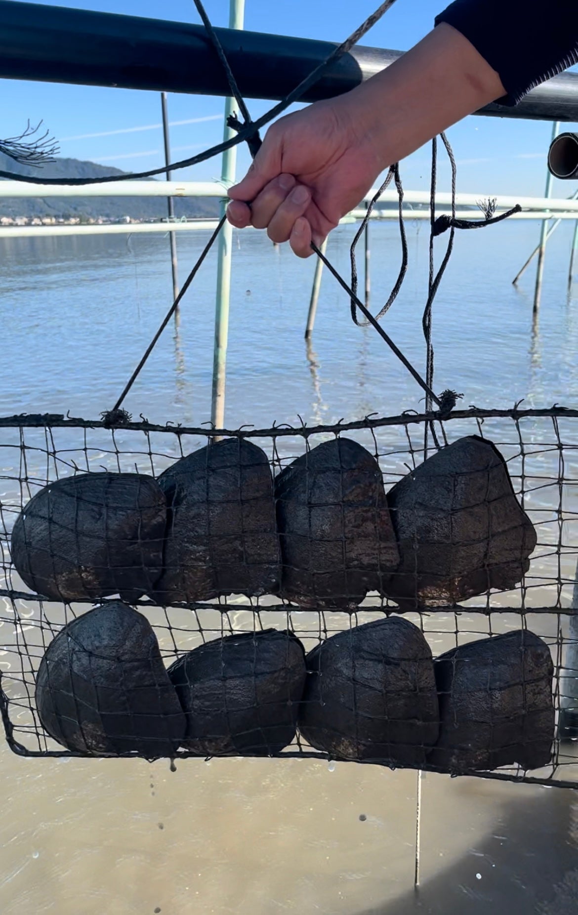 Visit the Biwa Pearl Farm